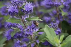 Caryopteris (Caryopteris Clandonensis 'Grand Blue') 23 Caryopteris (Caryopteris Clandonensis 'Grand Blue') -Tuinplanten Winkel caryopteris cland. grand blue 10