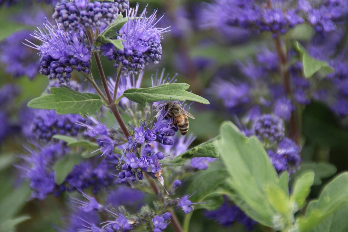 Caryopteris (Caryopteris Clandonensis 'Grand Blue') 13 Caryopteris (Caryopteris Clandonensis 'Grand Blue') - Afbeelding 11