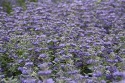 Caryopteris (Caryopteris Clandonensis 'Grand Blue') 22 Caryopteris (Caryopteris Clandonensis 'Grand Blue') -Tuinplanten Winkel caryopteris cland. grand blue 2