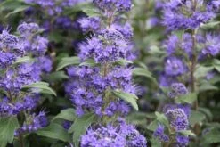 Caryopteris (Caryopteris Clandonensis 'Grand Blue') 16 Caryopteris (Caryopteris Clandonensis 'Grand Blue') -Tuinplanten Winkel caryopteris cland. grand blue 5