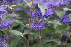 Caryopteris (Caryopteris Clandonensis 'Grand Blue') 21 Caryopteris (Caryopteris Clandonensis 'Grand Blue') -Tuinplanten Winkel caryopteris cland. grand blue 7