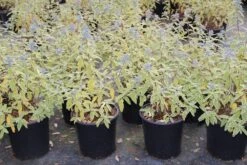 Caryopteris (Caryopteris 'White Surprise') -Tuinplanten Winkel caryopteris clandonensis white surprise 1