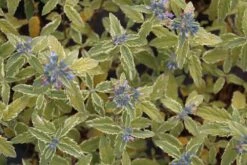 Caryopteris (Caryopteris 'White Surprise') -Tuinplanten Winkel caryopteris clandonensis white surprise 2