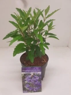 Caryopteris (Caryopteris Clandonensis 'Grand Blue') 19 Caryopteris (Caryopteris Clandonensis 'Grand Blue') -Tuinplanten Winkel caryopteris grand blue 1