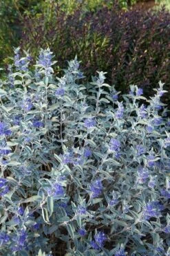 Caryopteris (Caryopteris X Clandonensis 'Sterling Silver') -Tuinplanten Winkel caryopteris sterling silver 02 middel