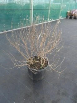 Caryopteris (Caryopteris 'White Surprise') -Tuinplanten Winkel caryopteris white surprise c15