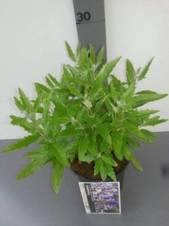 Caryopteris (Caryopteris Clandonensis 'Grand Blue') 20 Caryopteris (Caryopteris Clandonensis 'Grand Blue') -Tuinplanten Winkel caryopters cl. grand blue