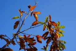 Tamme Kastanje, Bosplantsoen (Castanea Sativa) -Tuinplanten Winkel castanea sativa herfstblad lm01