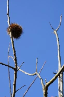 Tamme Kastanje (Castanea Sativa) 27 Tamme Kastanje (Castanea Sativa) -Tuinplanten Winkel castanea sativa vrucht lm01