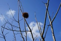 Tamme Kastanje, Bosplantsoen (Castanea Sativa) -Tuinplanten Winkel castanea sativa vrucht lm02