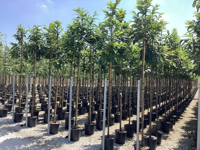 Tamme Kastanje (Castanea Sativa) 14 Tamme Kastanje (Castanea Sativa) - Afbeelding 12