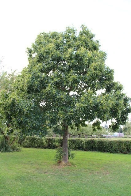 Tamme Kastanje (Castanea Sativa) 13 Tamme Kastanje (Castanea Sativa) - Afbeelding 11