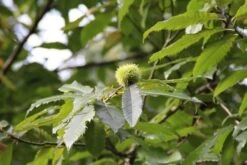 Tamme Kastanje (Castanea Sativa)