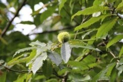Tamme Kastanje Als Halfstam (Castanea Sativa) 9 Tamme Kastanje Als Halfstam (Castanea Sativa) -Tuinplanten Winkel castanea sativa tamme kastanje 9 1