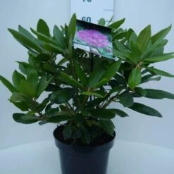 Rhododendron (Rhododendron Catawbiense 'Boursault') -Tuinplanten Winkel cat. boursalt c5 voor