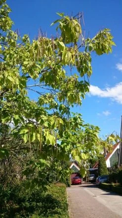 Trompetboom (Catalpa Bignonioides) -Tuinplanten Winkel catalpa 2 1