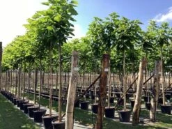 Trompetboom (Catalpa Bignonioides) -Tuinplanten Winkel catalpa bignonioides