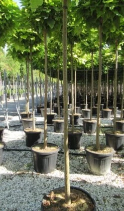 Bolcatalpa (Catalpa Bignonioides 'Nana') 13 Bolcatalpa (Catalpa Bignonioides 'Nana') -Tuinplanten Winkel catalpa bignonioides nana 10 12