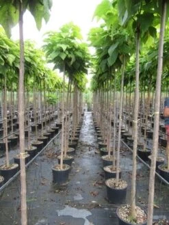 Bolcatalpa (Catalpa Bignonioides 'Nana') 12 Bolcatalpa (Catalpa Bignonioides 'Nana') -Tuinplanten Winkel catalpa bignonioides nana 6 8