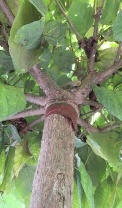 Bolcatalpa (Catalpa Bignonioides 'Nana') 11 Bolcatalpa (Catalpa Bignonioides 'Nana') -Tuinplanten Winkel catalpa bignonioides nana 6