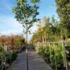 Laurier Als Boom (Prunus Laurocerasus 'Caucasica') -Tuinplanten Winkel caucasica