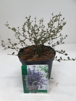Amerikaanse Sering (Ceanothus 'Blue Sapphire') -Tuinplanten Winkel ceanothus blue sapphire