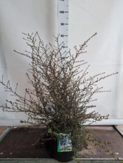 Amerikaanse Sering (Ceanothus 'Blue Sapphire') -Tuinplanten Winkel ceanothus blue sapphire 40 50 c10 xl green