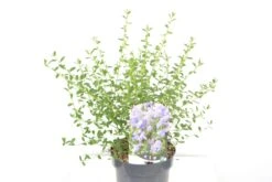 Amerikaanse Sering (Ceanothus 'Concha') -Tuinplanten Winkel ceanothus concha c3 okt23