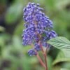 Amerikaanse Sering (Ceanothus 'Henri Desfosse') -Tuinplanten Winkel ceanothus henri defosse 2