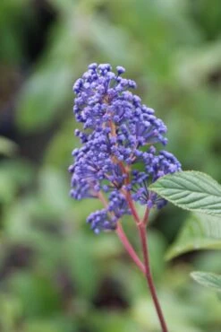 Amerikaanse Sering (Ceanothus 'Henri Desfosse')