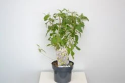 Amerikaanse Sering (Ceanothus 'Henri Desfosse') 9 Amerikaanse Sering (Ceanothus 'Henri Desfosse') -Tuinplanten Winkel ceanothus henri defosse sept 23