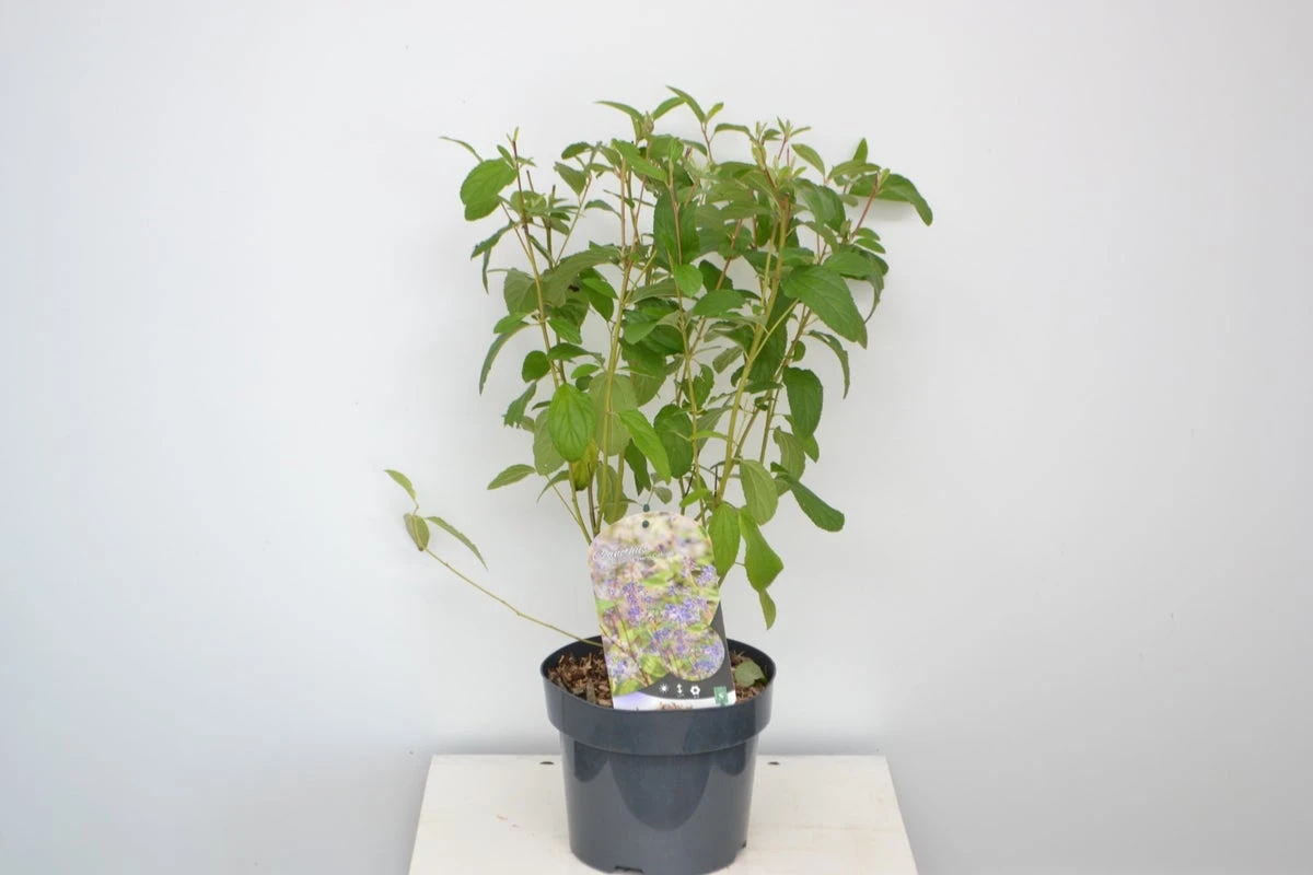 Amerikaanse Sering (Ceanothus 'Henri Desfosse') 6 Amerikaanse Sering (Ceanothus 'Henri Desfosse') - Afbeelding 4