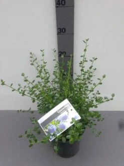 Amerikaanse Sering (Ceanothus Impressus 'Victoria') -Tuinplanten Winkel ceanothus imp. victoria