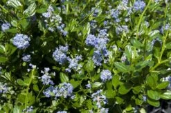 Amerikaanse Sering (Ceanothus Impressus 'Victoria') -Tuinplanten Winkel ceanothus impressus victoria02
