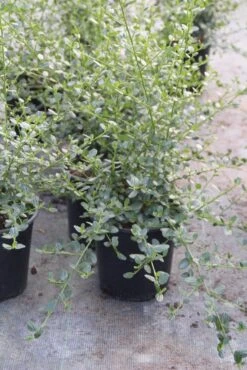 Amerikaanse Sering (Ceanothus Impressus 'Victoria') -Tuinplanten Winkel ceanothus impressus victoria 1