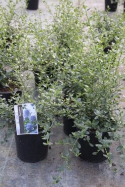 Amerikaanse Sering (Ceanothus Impressus 'Victoria') -Tuinplanten Winkel ceanothus impressus victoria 2
