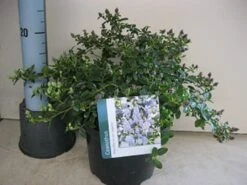 Amerikaanse Sering (Ceanothus Thyrsiflorus 'Repens') -Tuinplanten Winkel ceanothus repens c5 maart.jpg