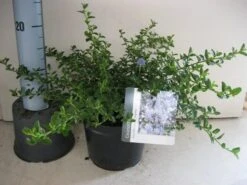 Amerikaanse Sering (Ceanothus Thyrsiflorus 'Repens') -Tuinplanten Winkel ceanothus thyr. repens c3 sept 1
