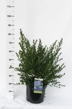 Amerikaanse Sering (Ceanothus Thyrsiflorus 'Skylark') -Tuinplanten Winkel ceanothus thyrsiflorus skylark week 10 1600x1200