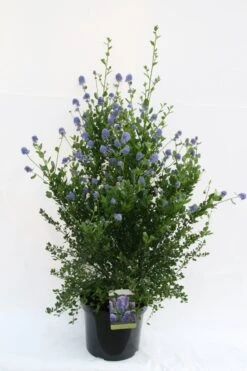 Amerikaanse Sering (Ceanothus Thyrsiflorus 'Skylark') -Tuinplanten Winkel ceanothus thyrsiflorus skylark week 21 1600x1200