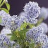 Amerikaanse Sering (Ceanothus Thyrsiflorus 'Repens') -Tuinplanten Winkel ceanothus thyrsiflorus var. repens 2
