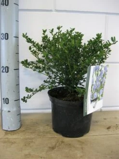 Amerikaanse Sering (Ceanothus Impressus 'Victoria') -Tuinplanten Winkel ceanothus victoria c2 13 12 2017