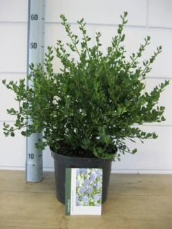 Amerikaanse Sering (Ceanothus Impressus 'Victoria') -Tuinplanten Winkel ceanothus victoria c5 31 10 2017 2