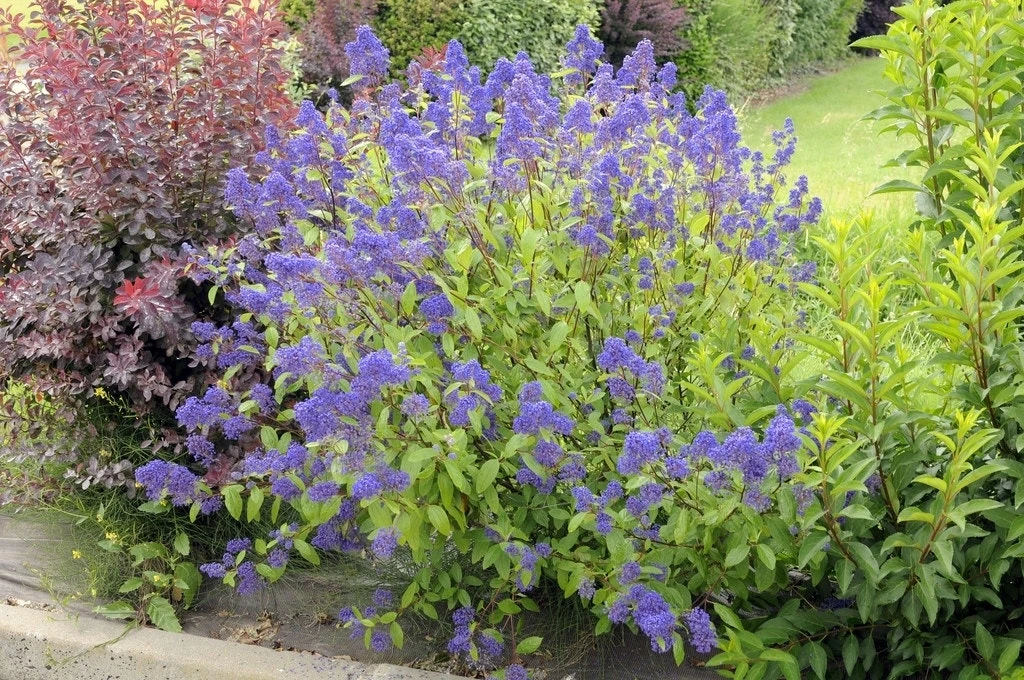 Amerikaanse Sering (Ceanothus 'Henri Desfosse') 5 Amerikaanse Sering (Ceanothus 'Henri Desfosse') - Afbeelding 3