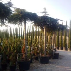 Ceder Als Dakboom (Cedrus Deodara 'Pendula') 12 Ceder Als Dakboom (Cedrus Deodara 'Pendula') -Tuinplanten Winkel cedrus deodara dak