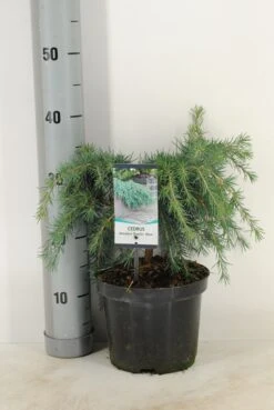 Ceder (Cedrus Deodara 'Feelin Blue') -Tuinplanten Winkel cedrus deodara feelin blue c3 m 1 1