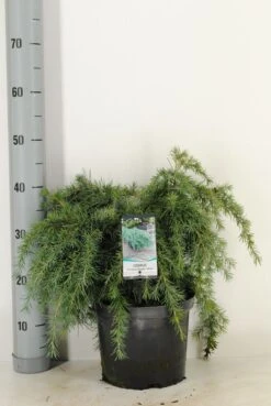 Ceder (Cedrus Deodara 'Feelin Blue') -Tuinplanten Winkel cedrus deodara feelin blue c5 m