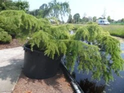 Ceder (Cedrus Deodara 'Golden Horizon') -Tuinplanten Winkel cedrus deodara golden horizon c1000 solitair