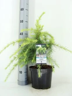Ceder (Cedrus Deodara 'Golden Horizon') -Tuinplanten Winkel cedrus deodara golden horizon c3 m