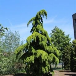 Treurceder (Cedrus Deodara 'Pendula') -Tuinplanten Winkel cedrus deodara pendula